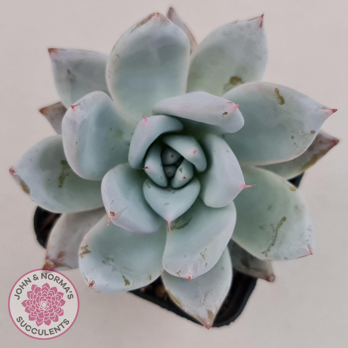 Echeveria 'Mexican Giant'