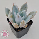 Echeveria 'Mexican Giant'