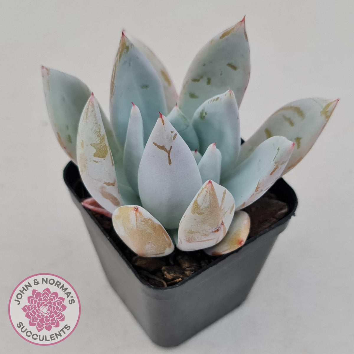 Echeveria 'Mexican Giant'