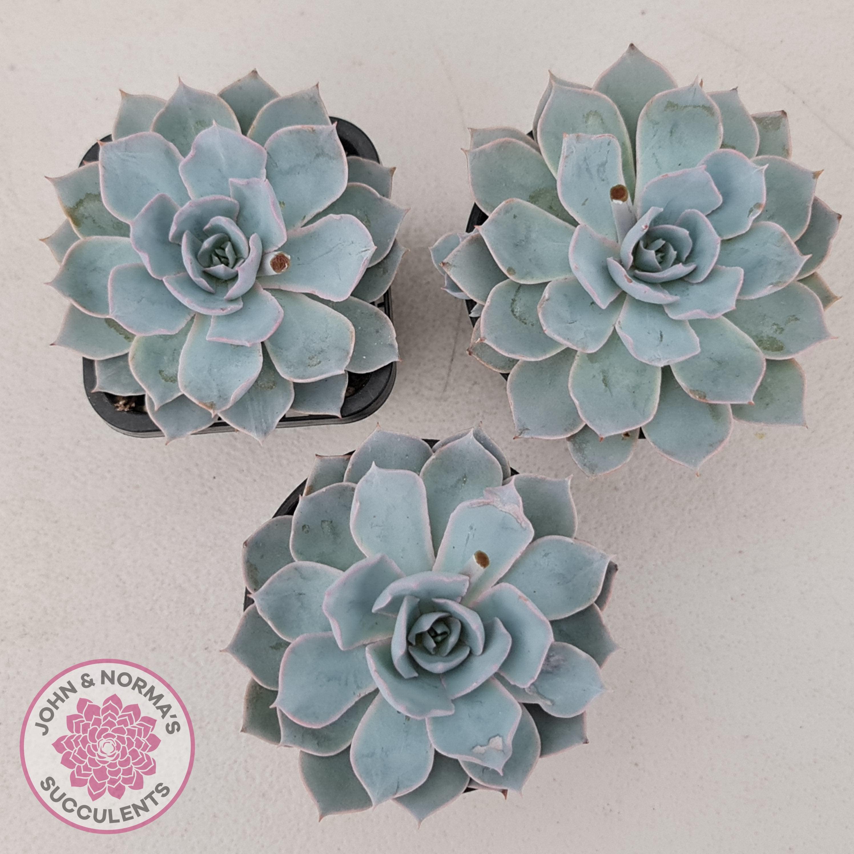succulent morning beauty Buy Echeveria Morning Beauty Australia