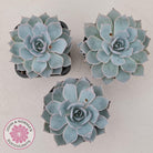 Echeveria Morning Beauty