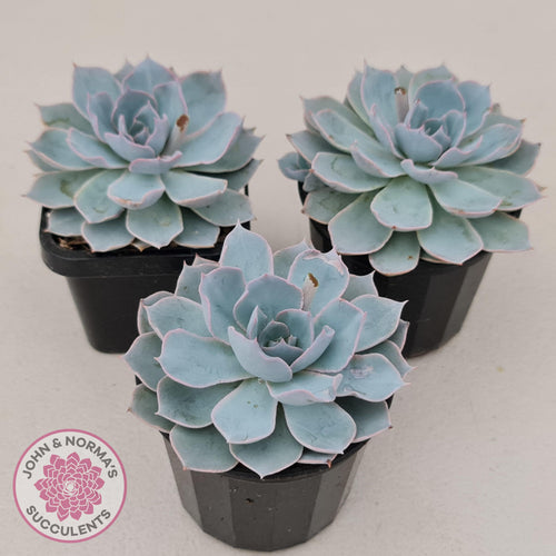 Echeveria Morning Beauty - John & Norma's Succulents