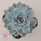 Echeveria Morning Beauty