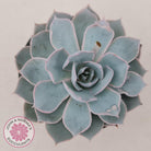 Echeveria Morning Beauty