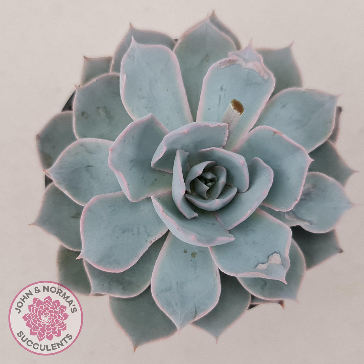 Echeveria Morning Beauty