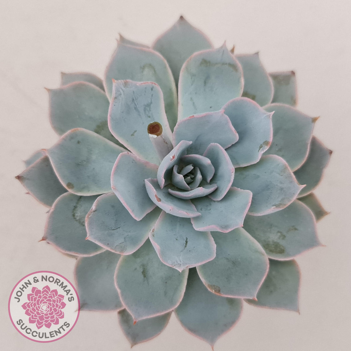 Echeveria Morning Beauty