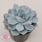 Echeveria Morning Beauty