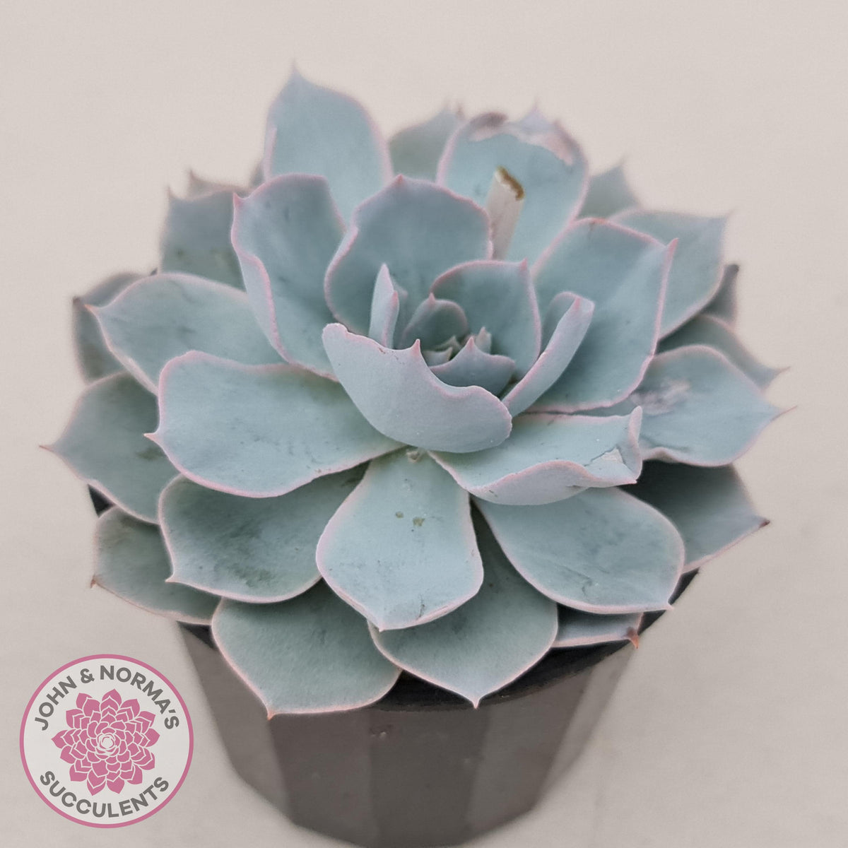 Echeveria Morning Beauty