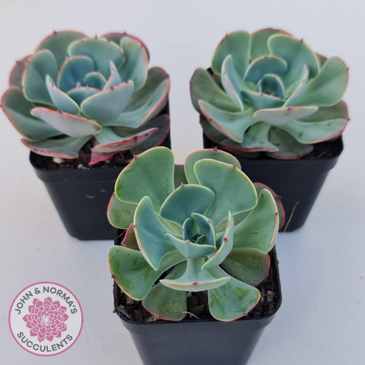 Echeveria Muesli