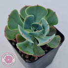 Echeveria Muesli