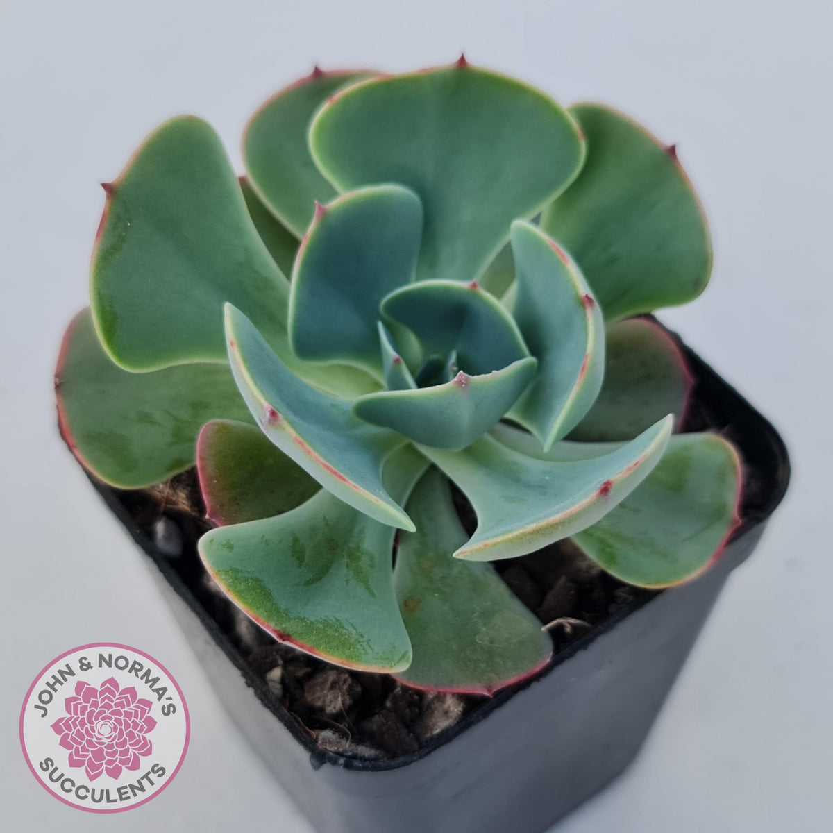 Echeveria Muesli