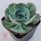 Echeveria Muesli