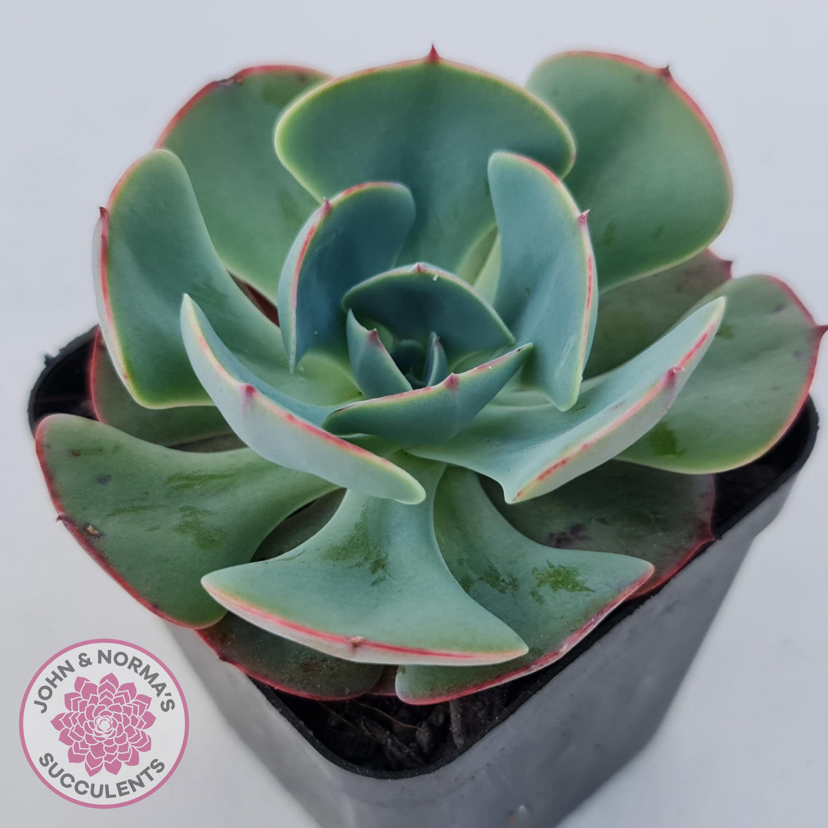 Echeveria Muesli