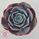 Echeveria Muesli
