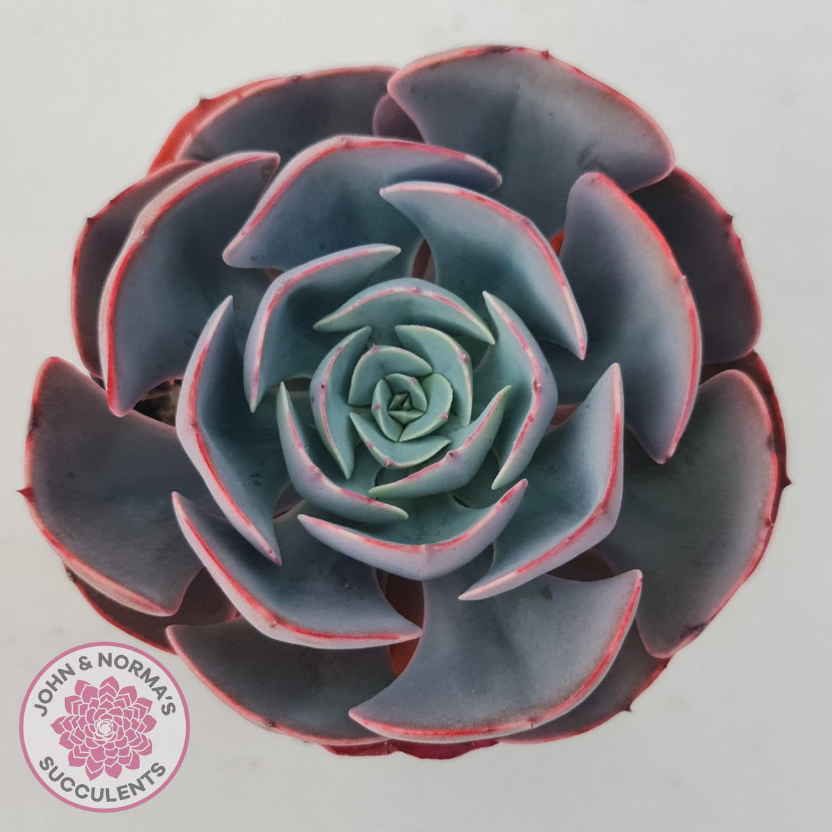 Echeveria Muesli
