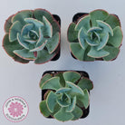 Echeveria Muesli