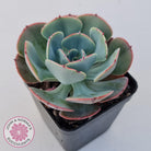 Echeveria Muesli
