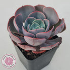 Echeveria Muesli