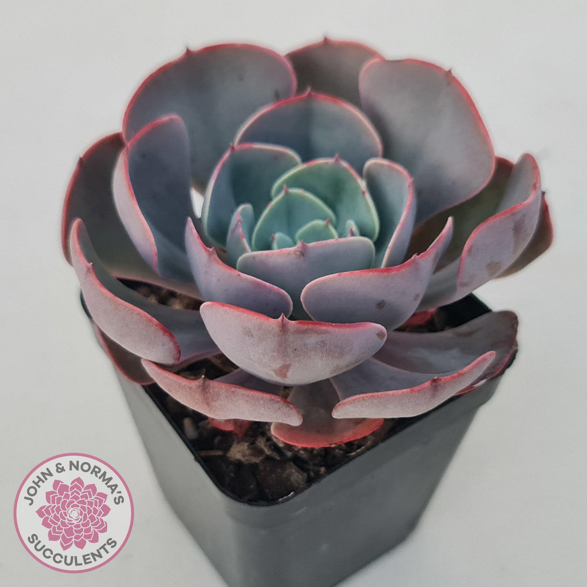 Echeveria Muesli
