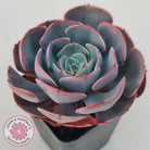 Echeveria Muesli