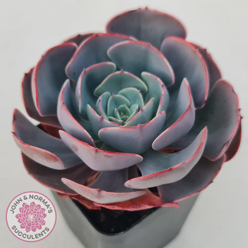 Echeveria Muesli - John & Norma's Succulents Australia
