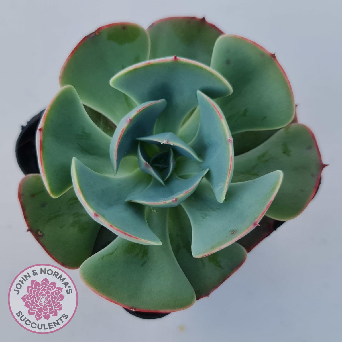 Echeveria Muesli