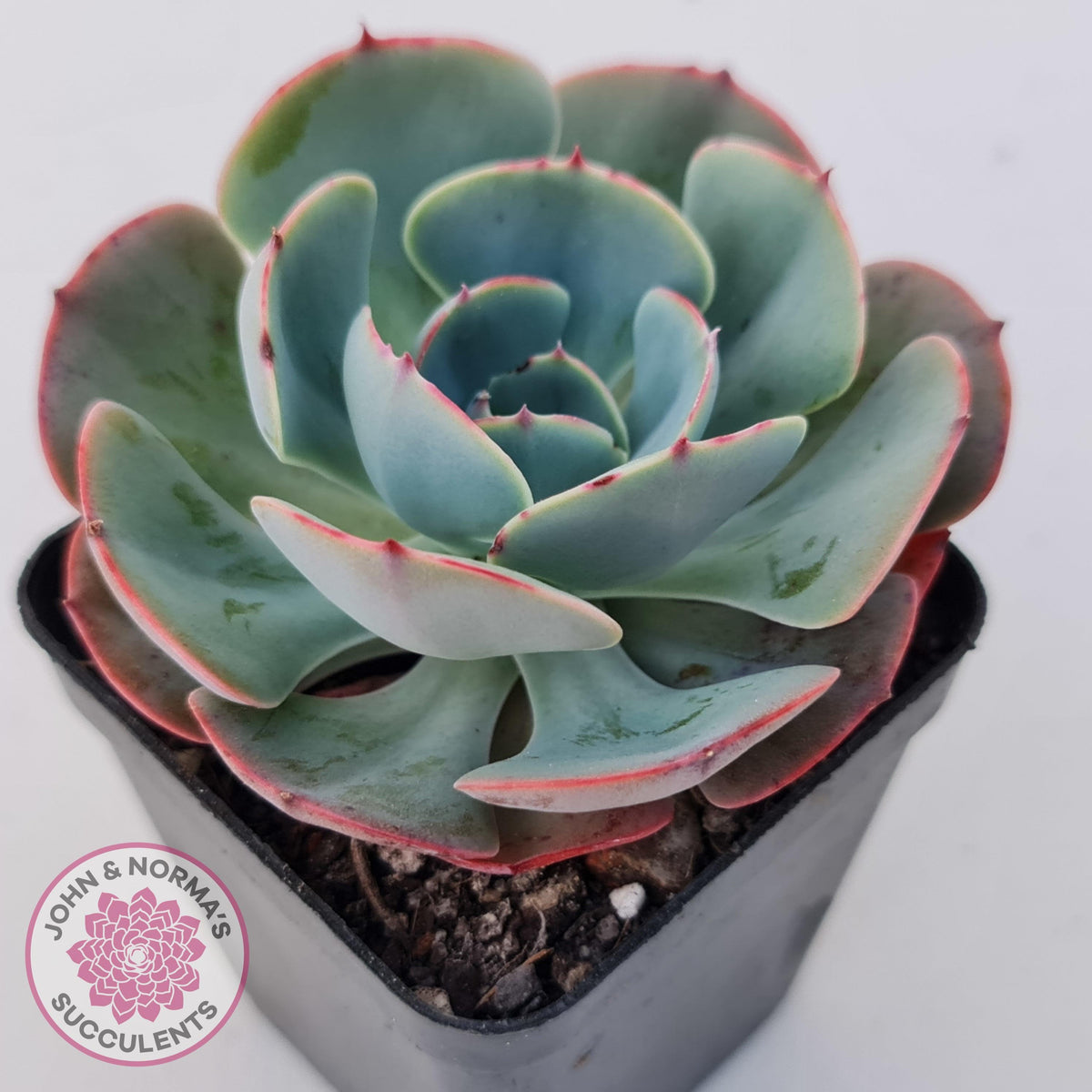 Echeveria Muesli