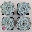 Echeveria Orange Monroe