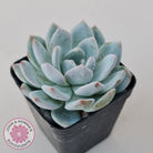 Echeveria Orange Monroe
