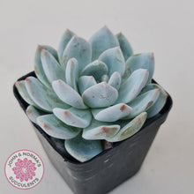 Load image into Gallery viewer, Echeveria Orange Monroe - John &amp; Norma&#39;s Succulents Australia
