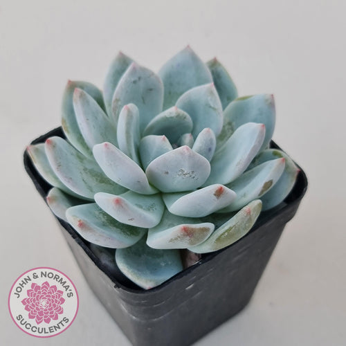 Echeveria Orange Monroe - John & Norma's Succulents Australia