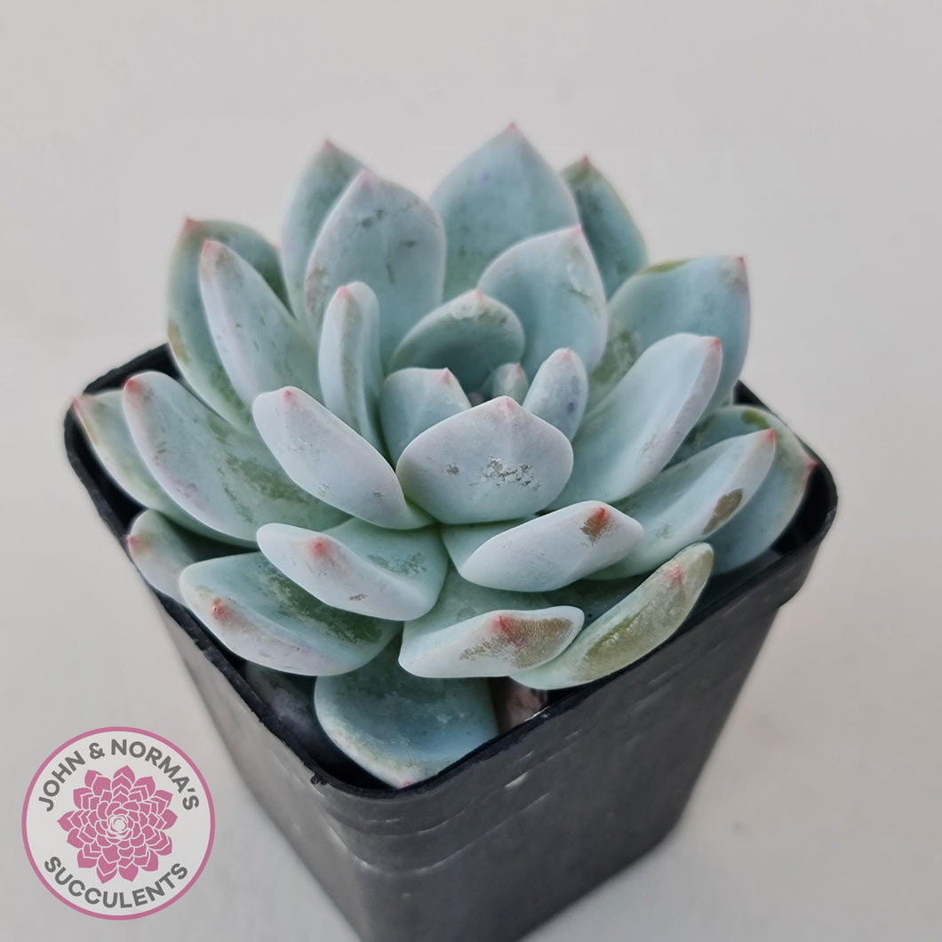 orange echeveria succulent Buy Echeveria Orange Monroe Australia