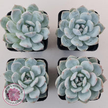 Load image into Gallery viewer, Echeveria Orange Monroe - John &amp; Norma&#39;s Succulents Australia
