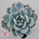 Echeveria Orange Monroe