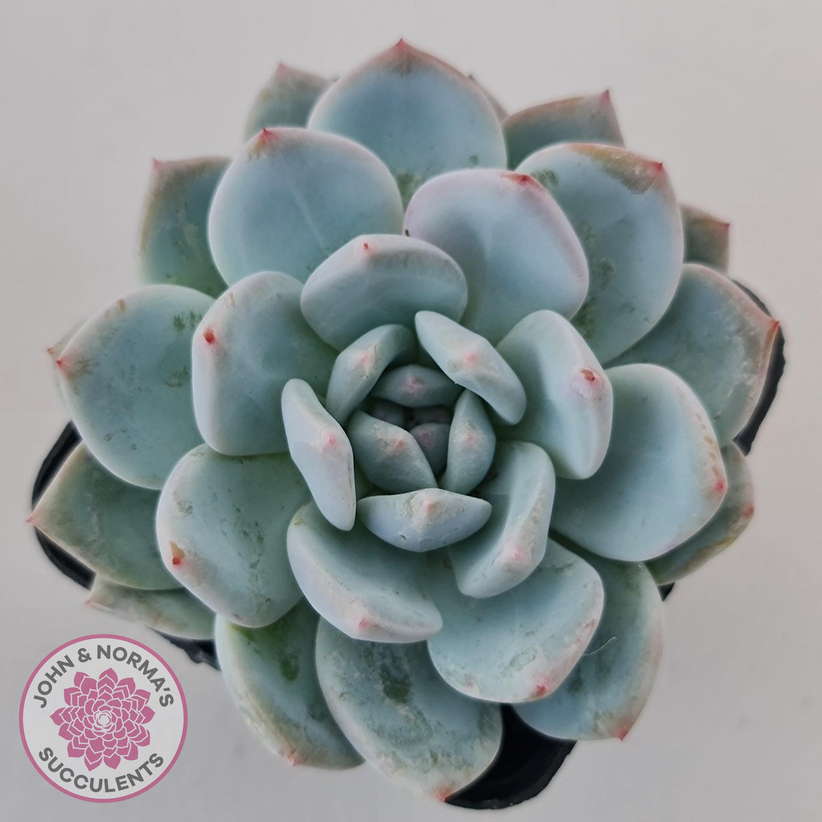 Echeveria Orange Monroe