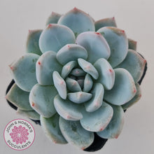 Load image into Gallery viewer, Echeveria Orange Monroe - John &amp; Norma&#39;s Succulents Australia
