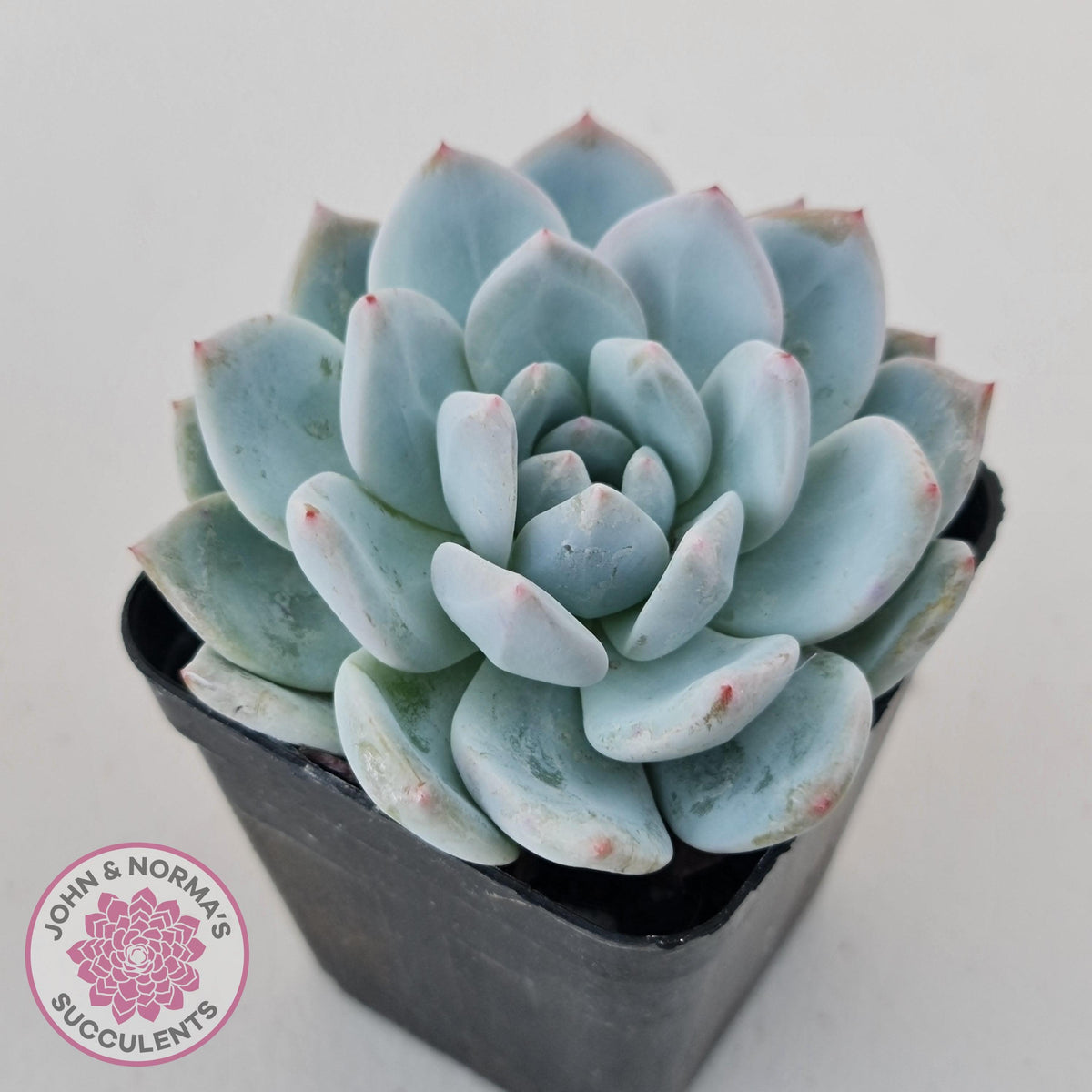 Echeveria Orange Monroe