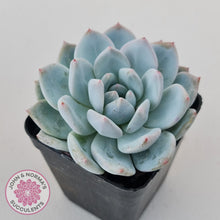 Load image into Gallery viewer, Echeveria Orange Monroe - John &amp; Norma&#39;s Succulents Australia
