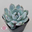 Echeveria Orange Monroe