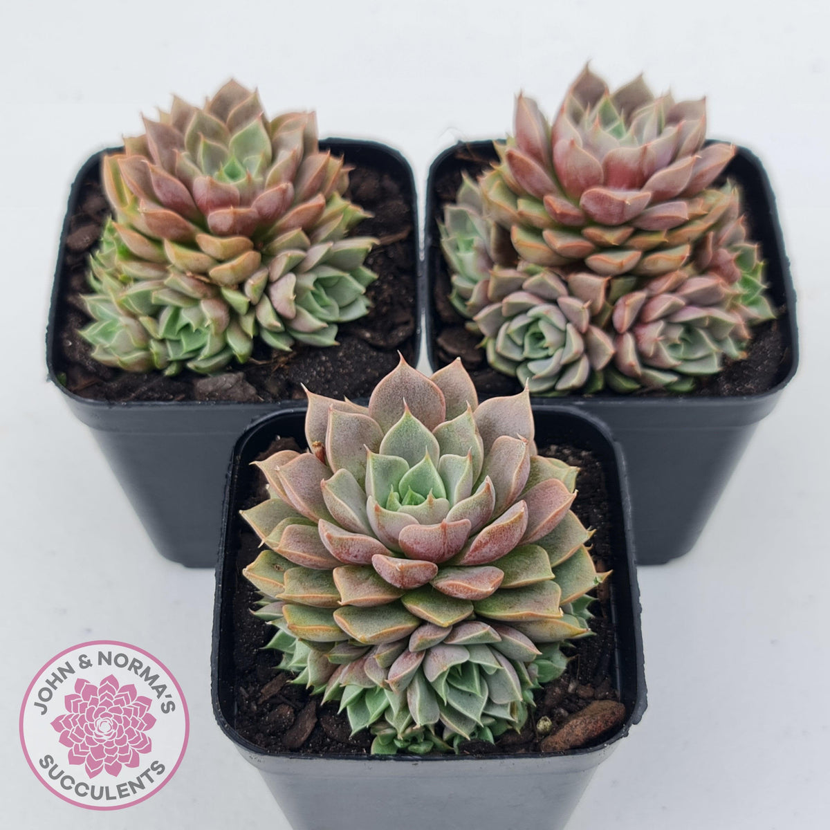 Echeveria Parks Pop Candy (multi)