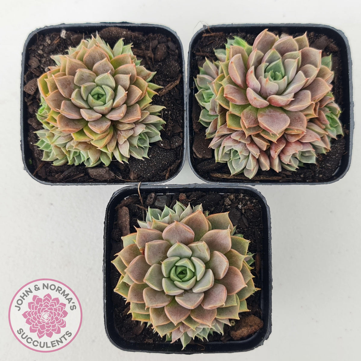 Echeveria Parks Pop Candy (multi)