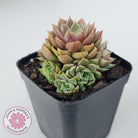 Echeveria Parks Pop Candy (multi)