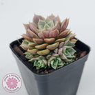 Echeveria Parks Pop Candy (multi)