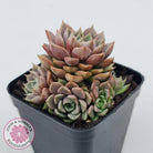 Echeveria Parks Pop Candy (multi)