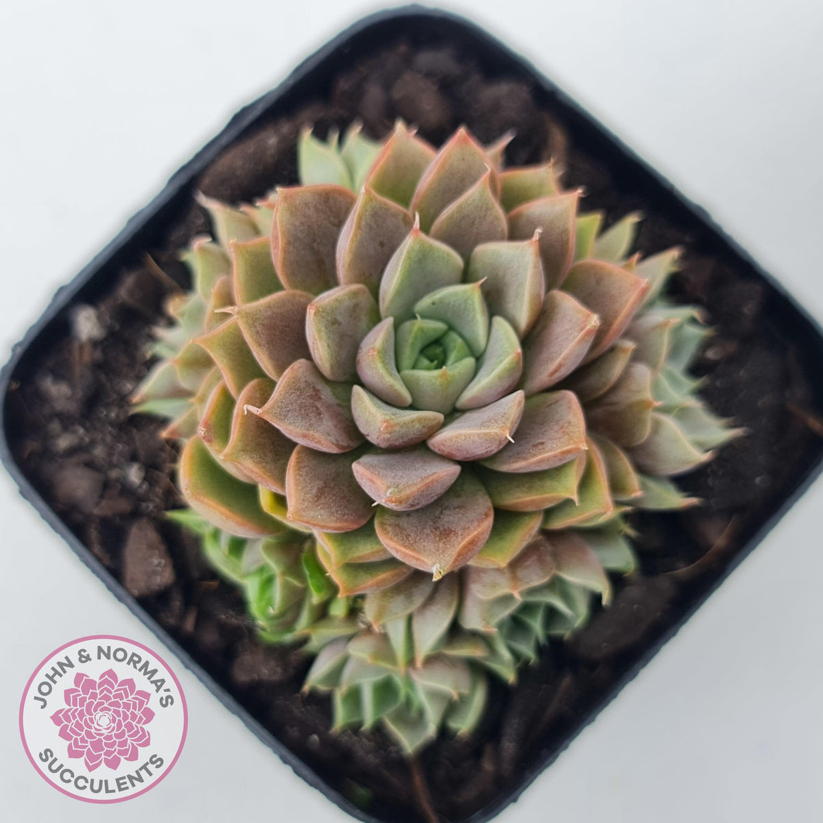 Echeveria Parks Pop Candy (multi)