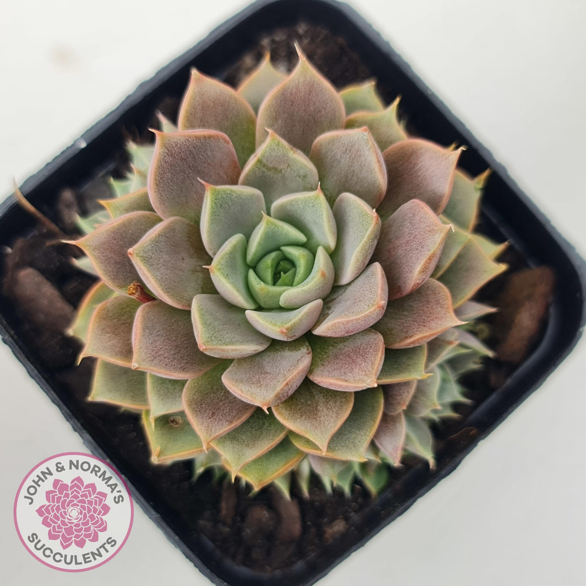 Echeveria Parks Pop Candy (multi)