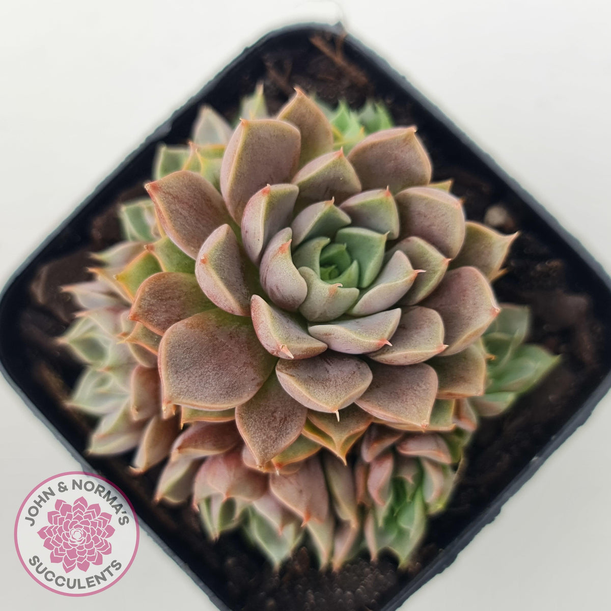 Echeveria Parks Pop Candy (multi)