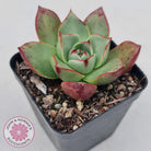 Echeveria 'Paso Doble'