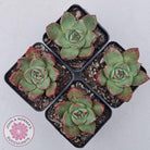 Echeveria 'Paso Doble'