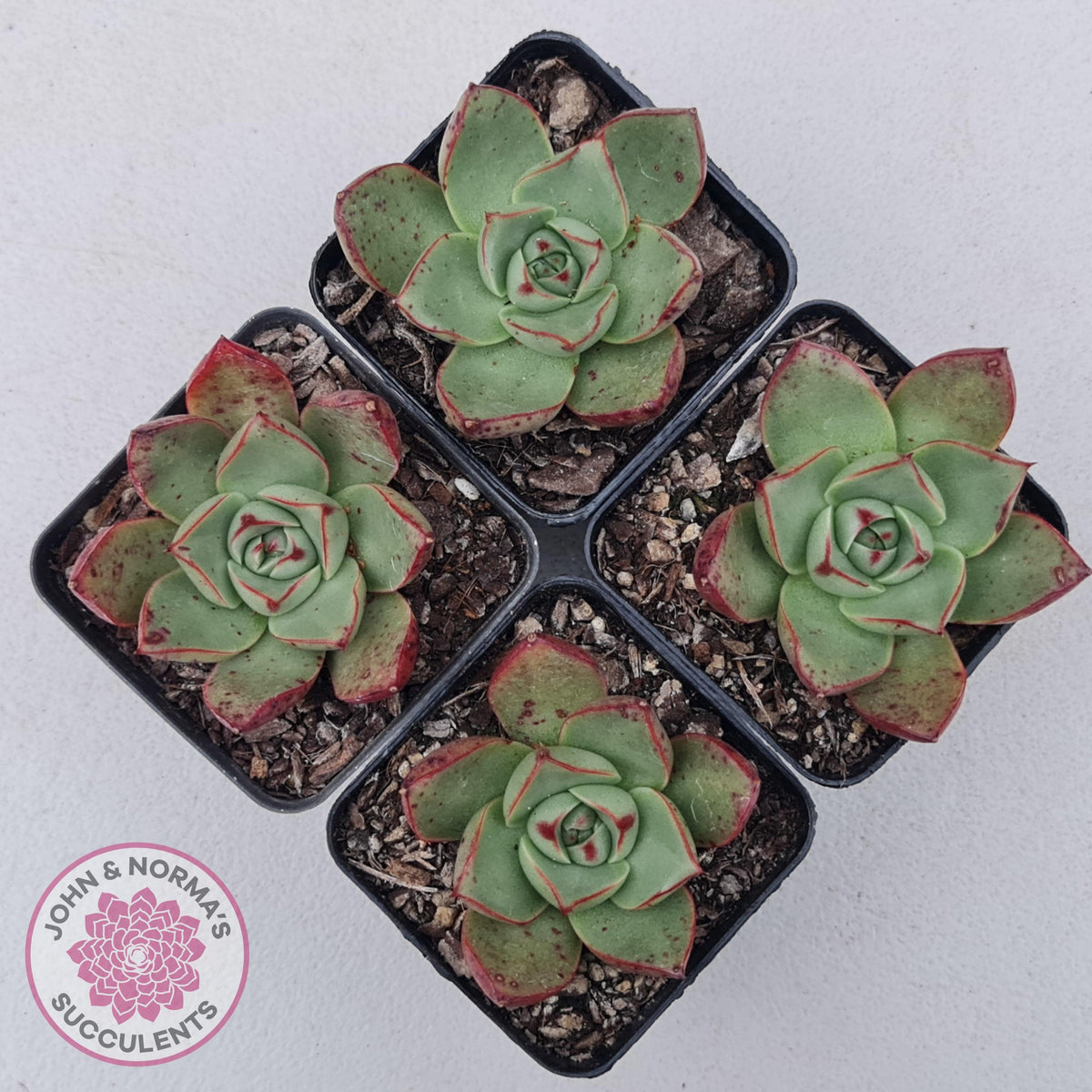 Echeveria 'Paso Doble'